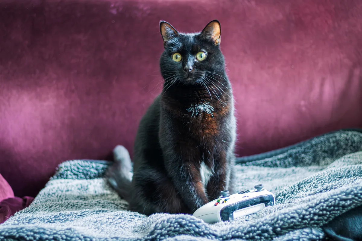 Un chat noir assis sur une couverture, devant le dossier bordeaux d’un canapé.