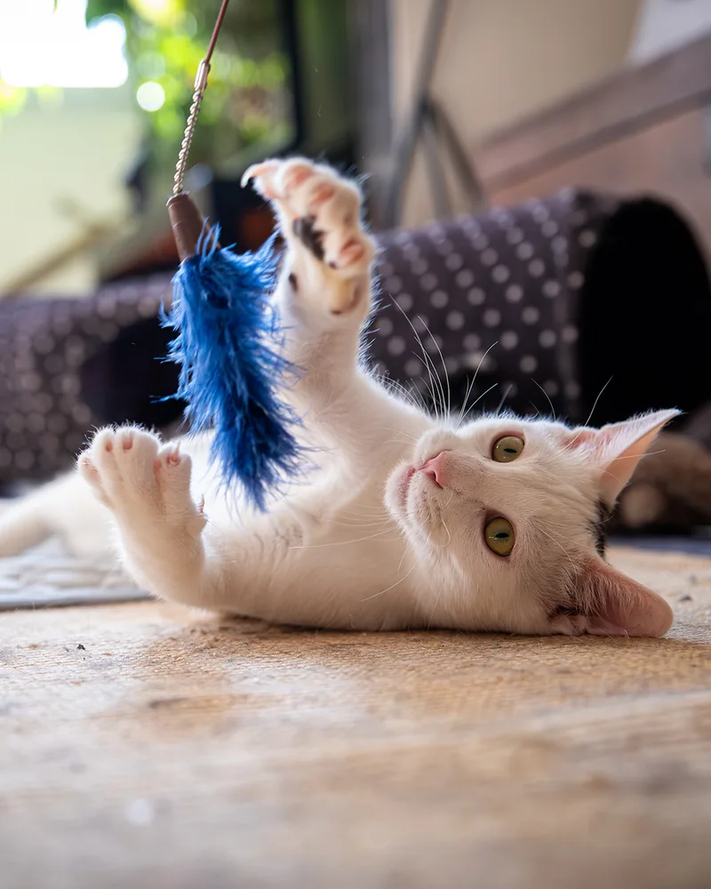 Un chat roux et blanc joue avec une plume bleue.